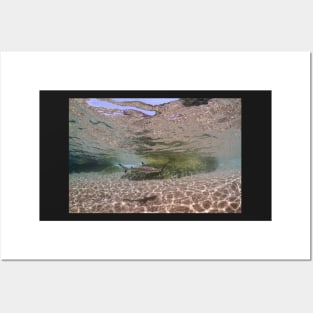 Black tip reef shark at Hin Wong Bay Posters and Art